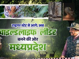 MP सिर्फ टाइगर स्टेट नहीं, वाइल्डलाइफ लीडर भी बनेगा; CM कूनो में छोड़ेंगे दो मादा चीता; वन्यजीव संरक्षण को बड़े कदम उठा रही सरकार