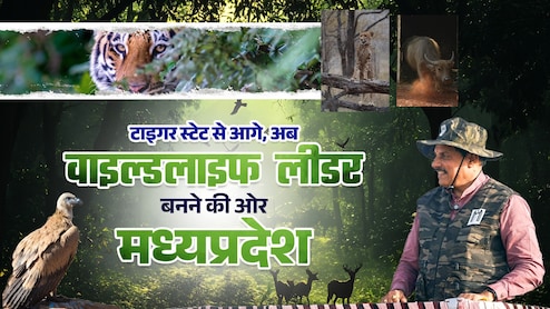 MP सिर्फ टाइगर स्टेट नहीं, वाइल्डलाइफ लीडर भी बनेगा; CM कूनो में छोड़ेंगे दो मादा चीता; वन्यजीव संरक्षण को बड़े कदम उठा रही सरकार
