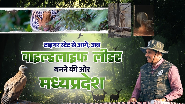 MP सिर्फ टाइगर स्टेट नहीं, वाइल्डलाइफ लीडर भी बनेगा; CM कूनो में छोड़ेंगे दो मादा चीता; वन्यजीव संरक्षण को बड़े कदम उठा रही सरकार