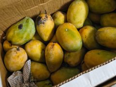 Woman Buys 'Chemical-Free' Mangoes For Rs 1800, Finds Them Tasteless Inside