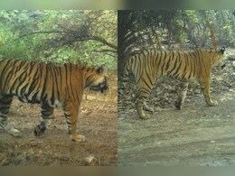 रणथंभौर में 2 बाघिन 'लापता', रिद्धि की बेटी माही और RBT-2510 की तलाश में जुटा वन विभाग