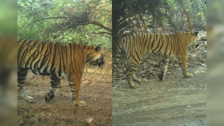 रणथंभौर में 2 बाघिन 'लापता', रिद्धि की बेटी माही और RBT-2510 की तलाश में जुटा वन विभाग