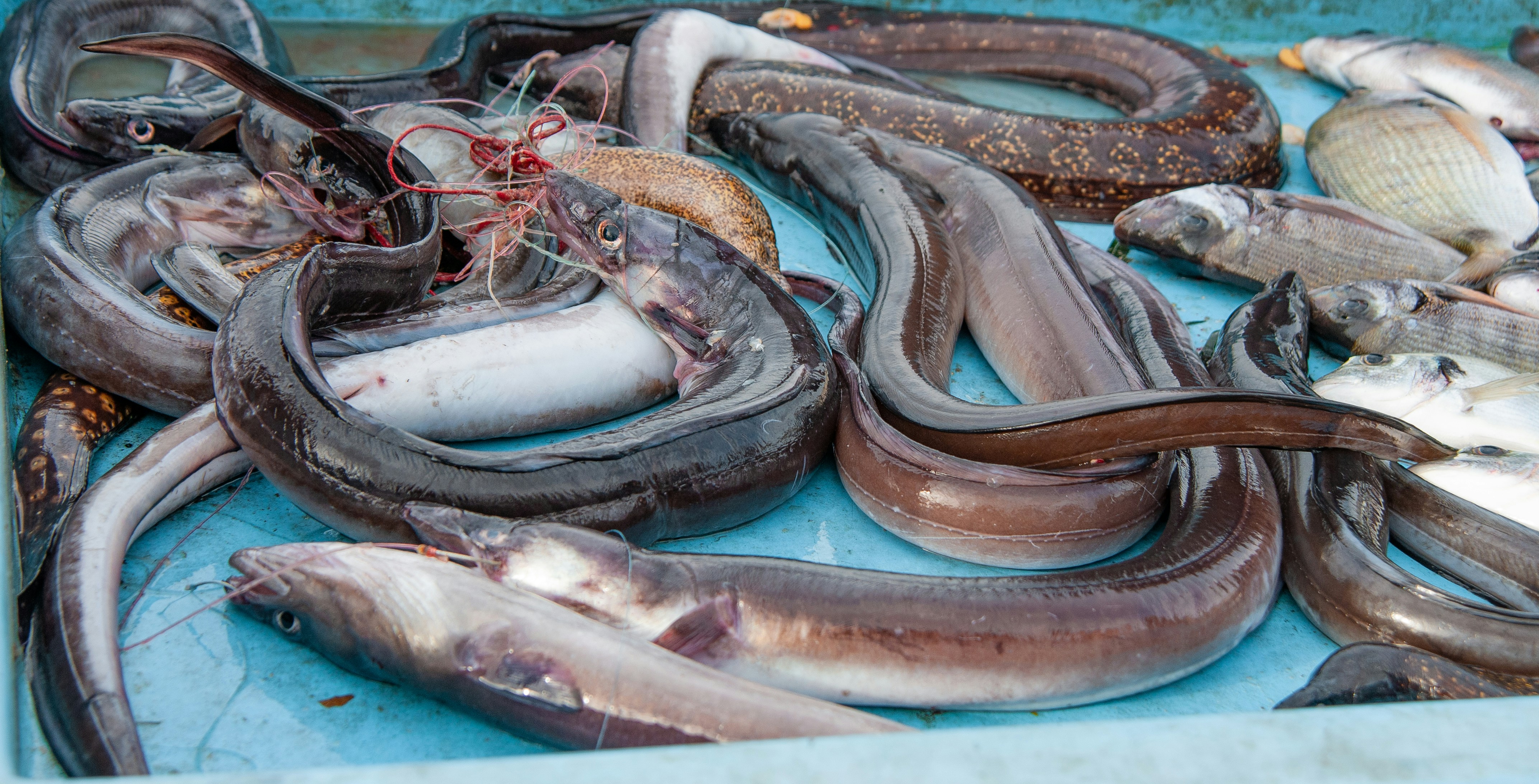 Japan Stores Will Sell Eel Bred In Captivity Priced At Rs 5,500