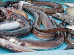 Japan Stores Will Sell Eel Bred In Captivity Priced At Rs 5,500
