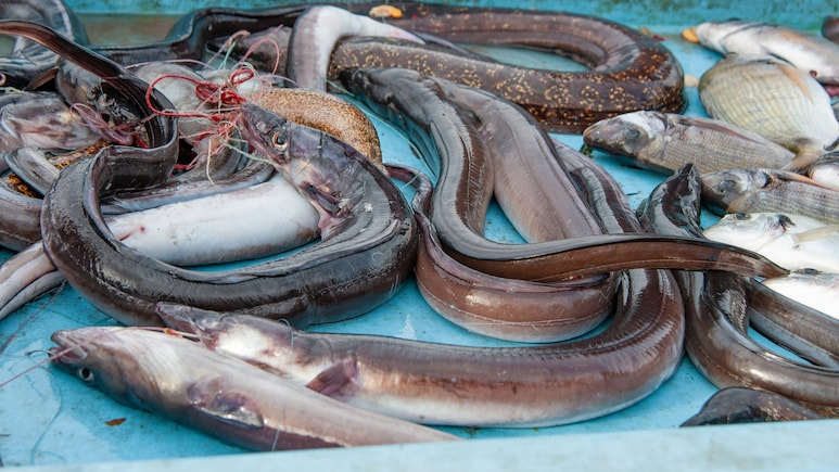 Japan Stores Will Sell Eel Bred In Captivity Priced At Rs 5,500