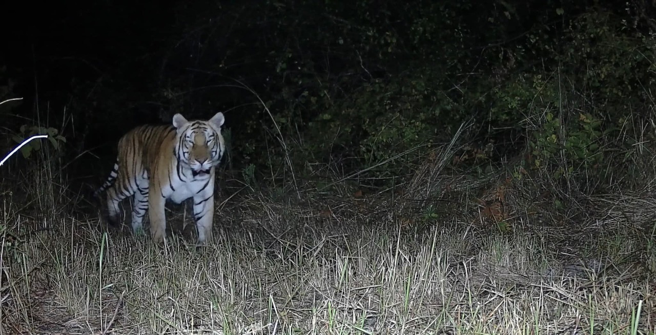 Royal Bengal Tiger Spotted In Arunachal Sanctuary After Nearly 20 Years