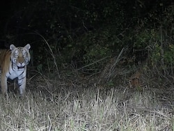 Royal Bengal Tiger Spotted In Himachal Pradesh Forest, Officials On Alert
