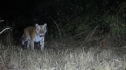 Royal Bengal Tiger Spotted In Himachal Pradesh Forest, Officials On Alert
