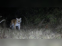 Royal Bengal Tiger Spotted In Arunachal Sanctuary After Nearly 20 Years