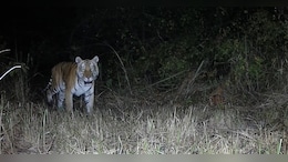 Royal Bengal Tiger Spotted In Arunachal Sanctuary After Nearly 20 Years
