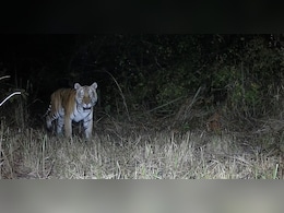Royal Bengal Tiger Spotted In Arunachal Sanctuary After Nearly 20 Years