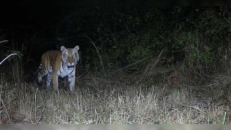 Royal Bengal Tiger Spotted In Arunachal Sanctuary After Nearly 20 Years
