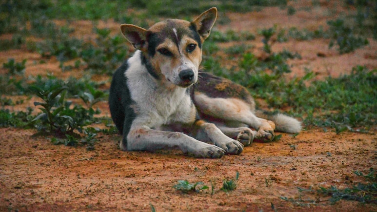 Stray Dogs Case: Supreme Court Refuses To Change 2025 Order On Shifting Strays From Public Spaces