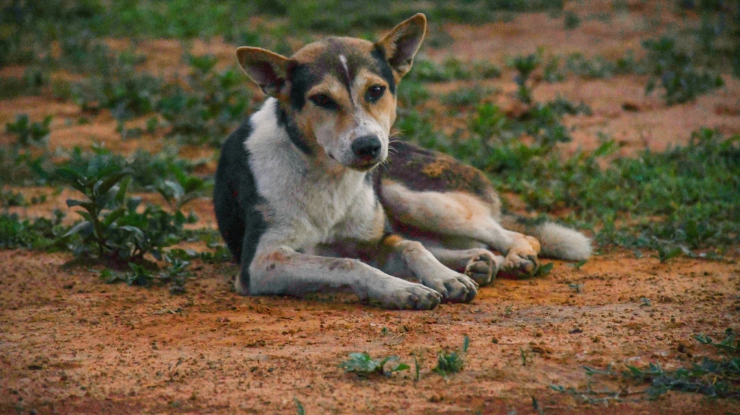 Stray Dogs Case: Supreme Court Refuses To Change 2025 Order On Shifting Strays From Public Spaces