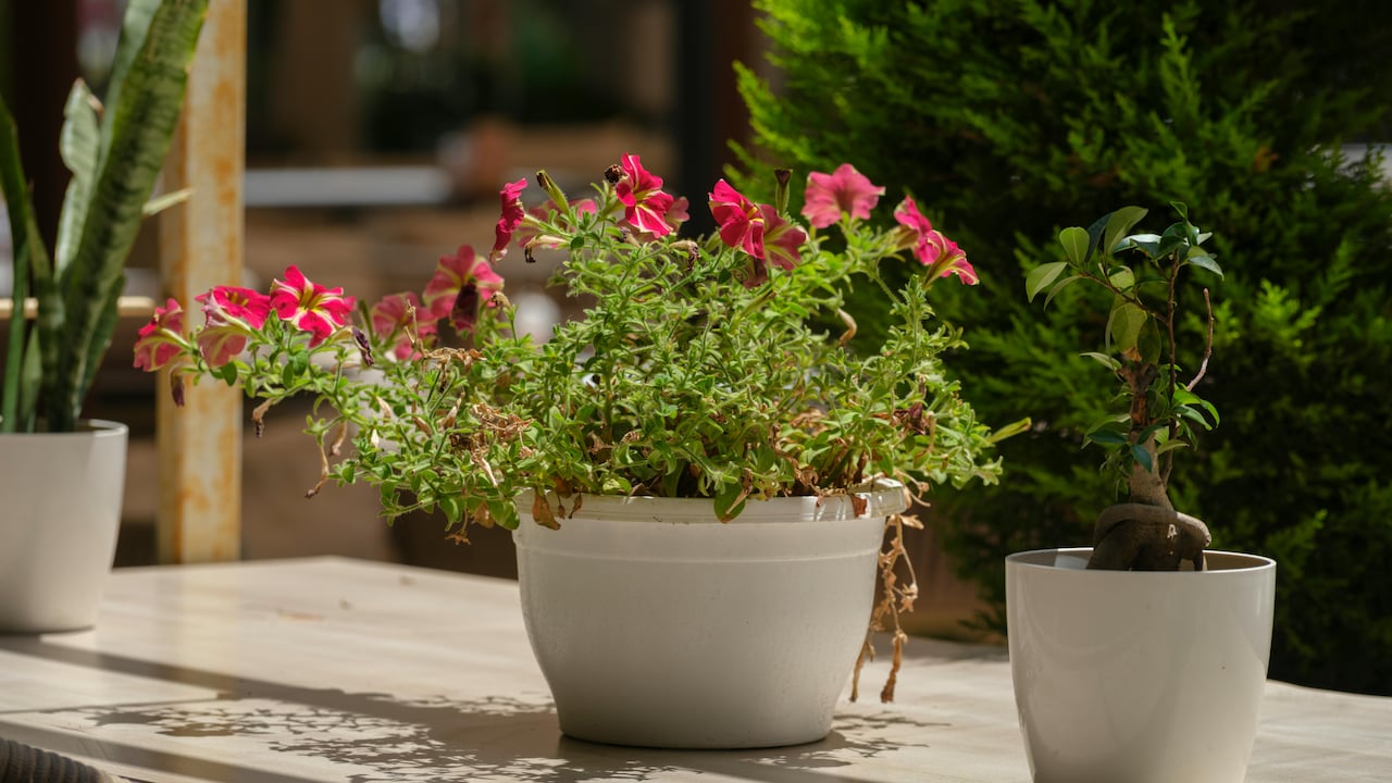 Top 5 Self-Watering Pots That Do Not Accidentally Rot Plant Roots Top 5 Self-Watering Pots That Do Not Accidentally Rot Plant Roots
