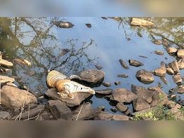 गर्मी से बेहाल जंगल में जल स्त्रोत के पास आराम फरमाती दिखी बाघिन N-112, शावकों संग मनमोहक तस्वीर आई सामने