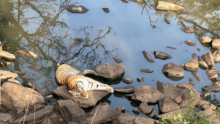 गर्मी से बेहाल जंगल में जल स्त्रोत के पास आराम फरमाती दिखी बाघिन N-112, शावकों संग मनमोहक तस्वीर आई सामने