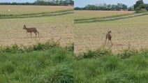 Video Shows 'Drunk' Deer Spinning In Circles As French Police Warns Drivers