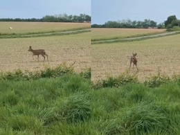 Video Shows 'Drunk' Deer Spinning In Circles As French Police Warns Drivers