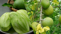 Kacchi Kairi vs Bael Fruit: Which Protects Your Body From Heatstroke?