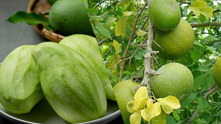 Kacchi Kairi vs Bael Fruit: Which Protects Your Body From Heatstroke?