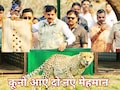 चीतों को रास आई कूनो नेशनल पार्क की आबो-हवा, फिर बढ़ा चीतों का कुनबा, सीएम मोहन ने आज फिर छोड़े 2 चीते