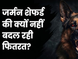 कानपुर के 'राबर्ट' के मुंह लगा खून, मालिक की मां को नोंचा... 29 टांके लगे, दादी की ले चुका है जान