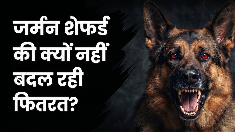 कानपुर के 'राबर्ट' के मुंह लगा खून, मालिक की मां को नोंचा... 29 टांके लगे, दादी की ले चुका है जान