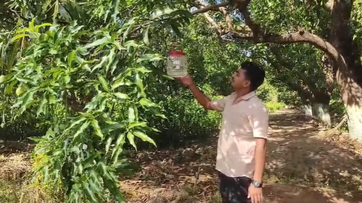 Desi Jugaad: Using Onions to Protect Mango Crops from Scorching Heat in MP