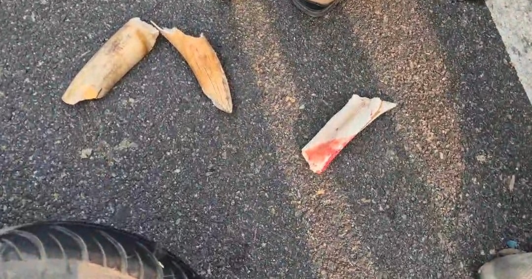 Uttarakhand Shocking News: Elephant Tusk Broken After Being Hit by Scooty in Udham Singh Nagar Uttarakhand Shocking News: Elephant Tusk Broken After Being Hit by Scooty in Udham Singh Nagar