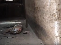 Second Autopsy Ordered After Tiger Death Near Bandhavgarh Reserve