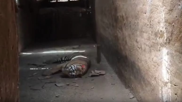 Second Autopsy Ordered After Tiger Death Near Bandhavgarh Reserve