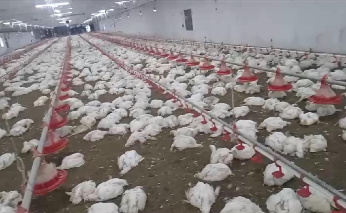 5,300 Chickens Die In Odisha Poultry Farm After Being Trapped In Heat Amid Powercut