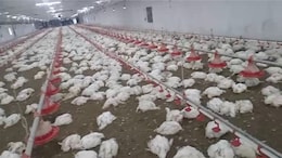 5,300 Chickens Die In Odisha Poultry Farm After Being Trapped In Heat Amid Powercut