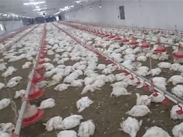 5,300 Chickens Die In Odisha Poultry Farm After Being Trapped In Heat Amid Powercut