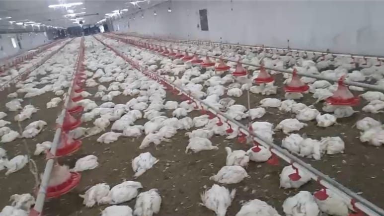 5,300 Chickens Die In Odisha Poultry Farm After Being Trapped In Heat Amid Powercut