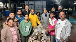 &lsquo;Dhavallakshmi turtle: "एका कासवाची वेगळी गोष्ट!" डहाणूच्या &lsquo;धवललक्ष्मी&rsquo;ची अथांग समुद्रभ्रमंती