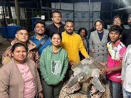 &lsquo;Dhavallakshmi turtle: "एका कासवाची वेगळी गोष्ट!" डहाणूच्या &lsquo;धवललक्ष्मी&rsquo;ची अथांग समुद्रभ्रमंती