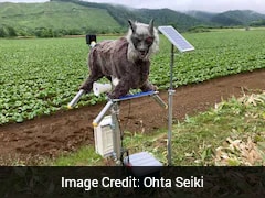 Scary 'Monster Wolf' Robots In High Demand In Japan Amid Record Bear Attacks
