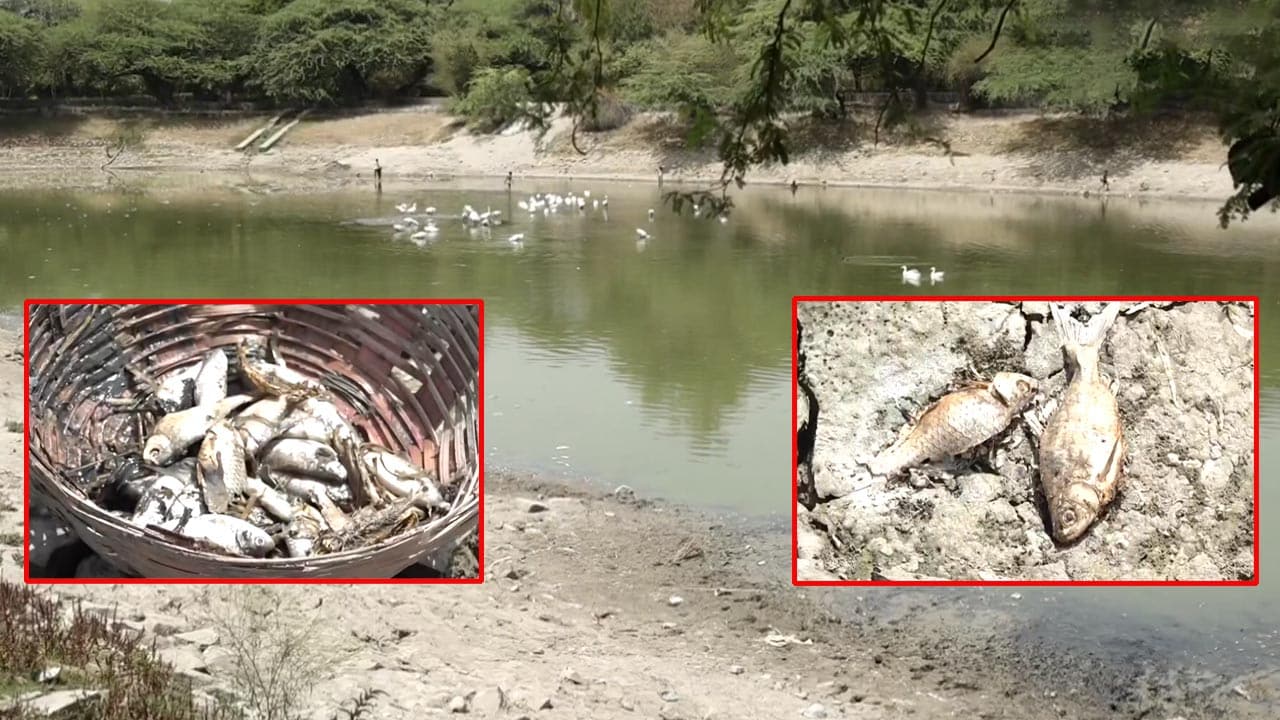 Shrinking Water Levels Trigger Mass Fish Deaths At Delhi's Sanjay Lake