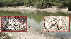Shrinking Water Levels Trigger Mass Fish Deaths At Delhi's Sanjay Lake