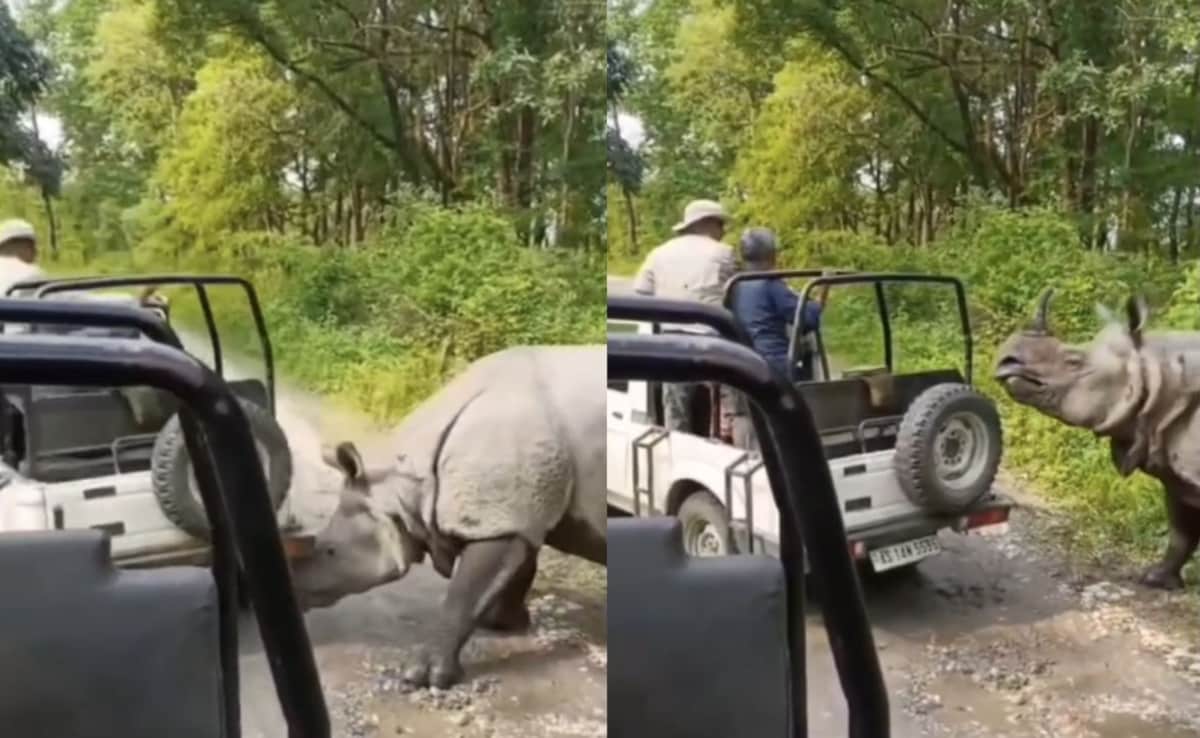 Video: Rhino Attacks, Tries To Flip Safari Jeep At Assam National Park