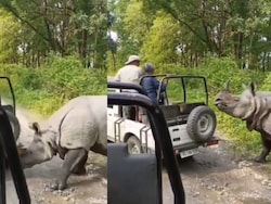 Video: Rhino Attacks, Tries To Flip Safari Jeep At Assam National Park