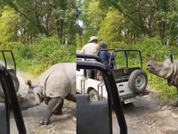 Video: Rhino Attacks, Tries To Flip Safari Jeep At Assam National Park