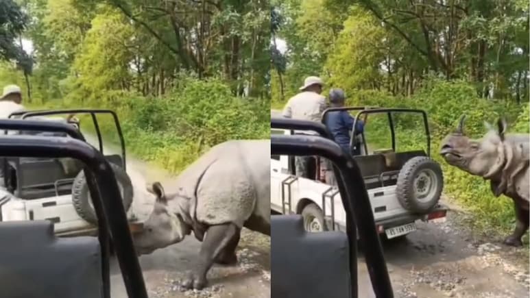 Video: Rhino Attacks, Tries To Flip Safari Jeep At Assam National Park