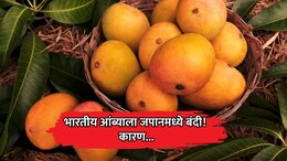 Japan Bans Indian Mangoes: हापूससह भारतीय आंब्यांना जपानमध्ये बंदी! तपासणीत धक्कादायक बाबी आल्या समोर
