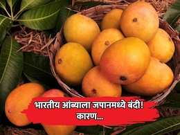 Japan Bans Indian Mangoes: हापूससह भारतीय आंब्यांना जपानमध्ये बंदी! तपासणीत धक्कादायक बाबी आल्या समोर