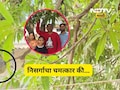 Trending News: बाप रे! हे कसं शक्य आहे? आंब्याच्या झाडाला आली शिताफळं, निसर्गाचा चमत्कार की अजून काय?