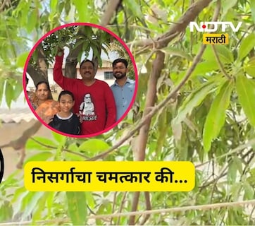 Trending News: बाप रे! हे कसं शक्य आहे? आंब्याच्या झाडाला आली शिताफळं, निसर्गाचा चमत्कार की अजून काय?