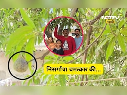 Trending News: बाप रे! हे कसं शक्य आहे? आंब्याच्या झाडाला आली शिताफळं, निसर्गाचा चमत्कार की अजून काय?